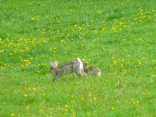 Two rabbits frolicking in the field at Beatrix Potter's first farm ,Lakes District .U.K