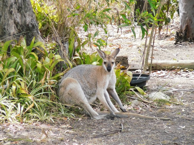 Wallaby,relaxed and at ease in sitting position in our garden