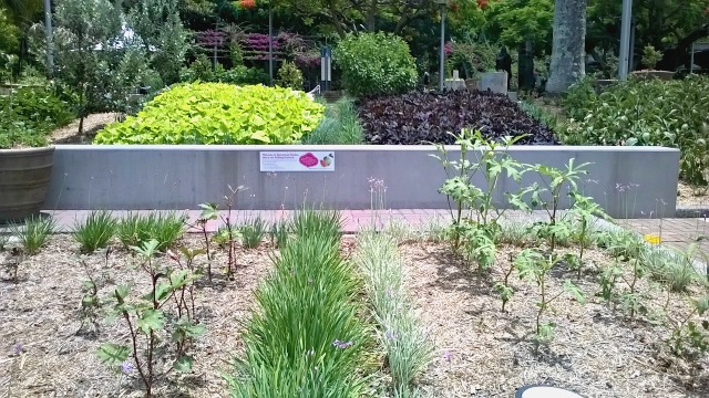 Epicurious vegetable and herb garden, Southbank.