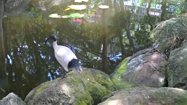 Ibis and bearded dragon in the heart of Brisbane city